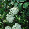 Spiraea micrantha fleur P2D